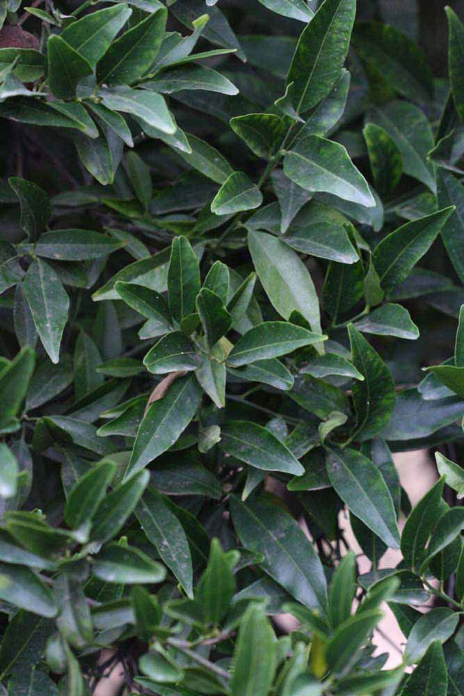              Sun leaves (Riverside, CA)       